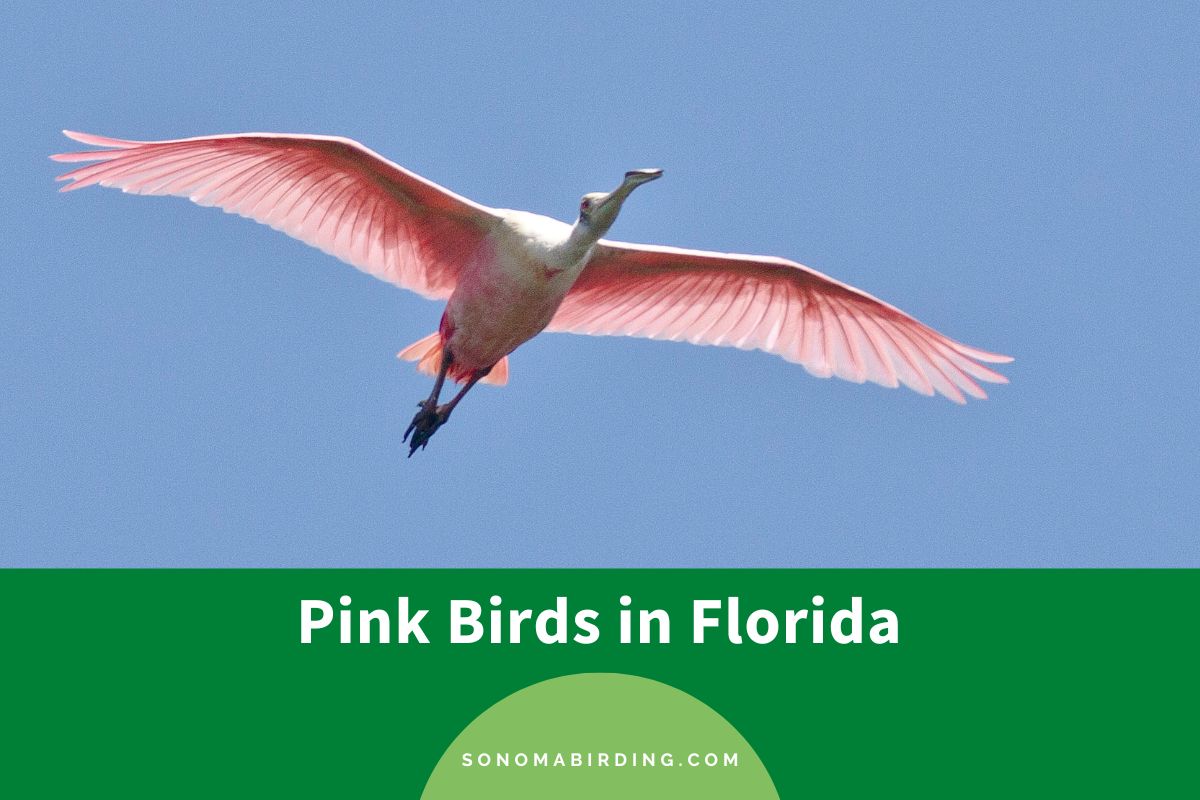 Pink Birds in Florida