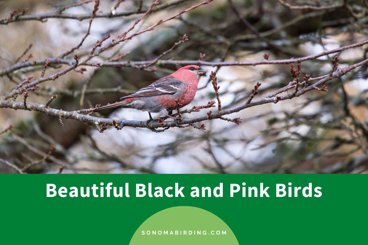 Black and Pink Birds