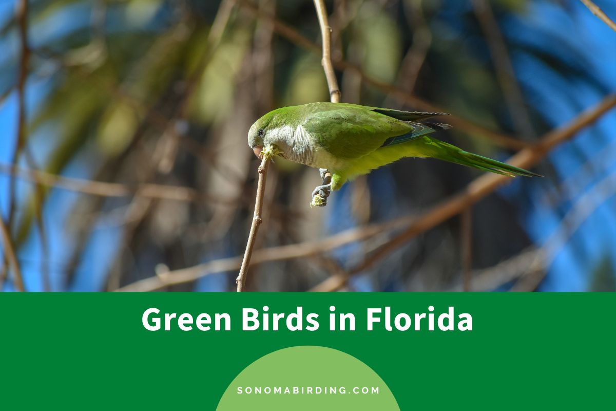 Green Birds in Florida