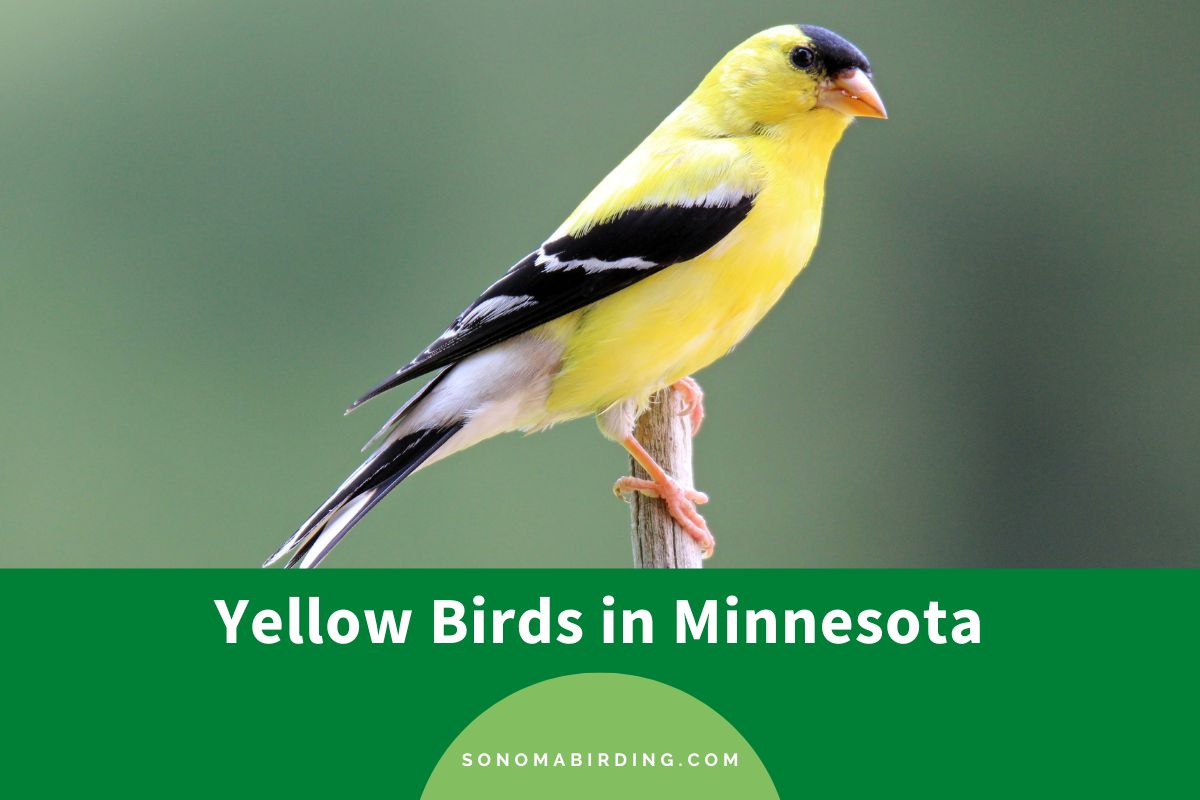 Yellow Birds in Minnesota